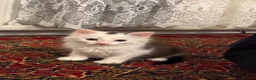 Domestic Shorthair cats for sale: Kitten Looking for a Loving Home 🐾 - Advert 6
