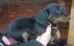 Dachshund dogs for sale: Dachshunds..Traditional Black and tan Puppies - Advert 6