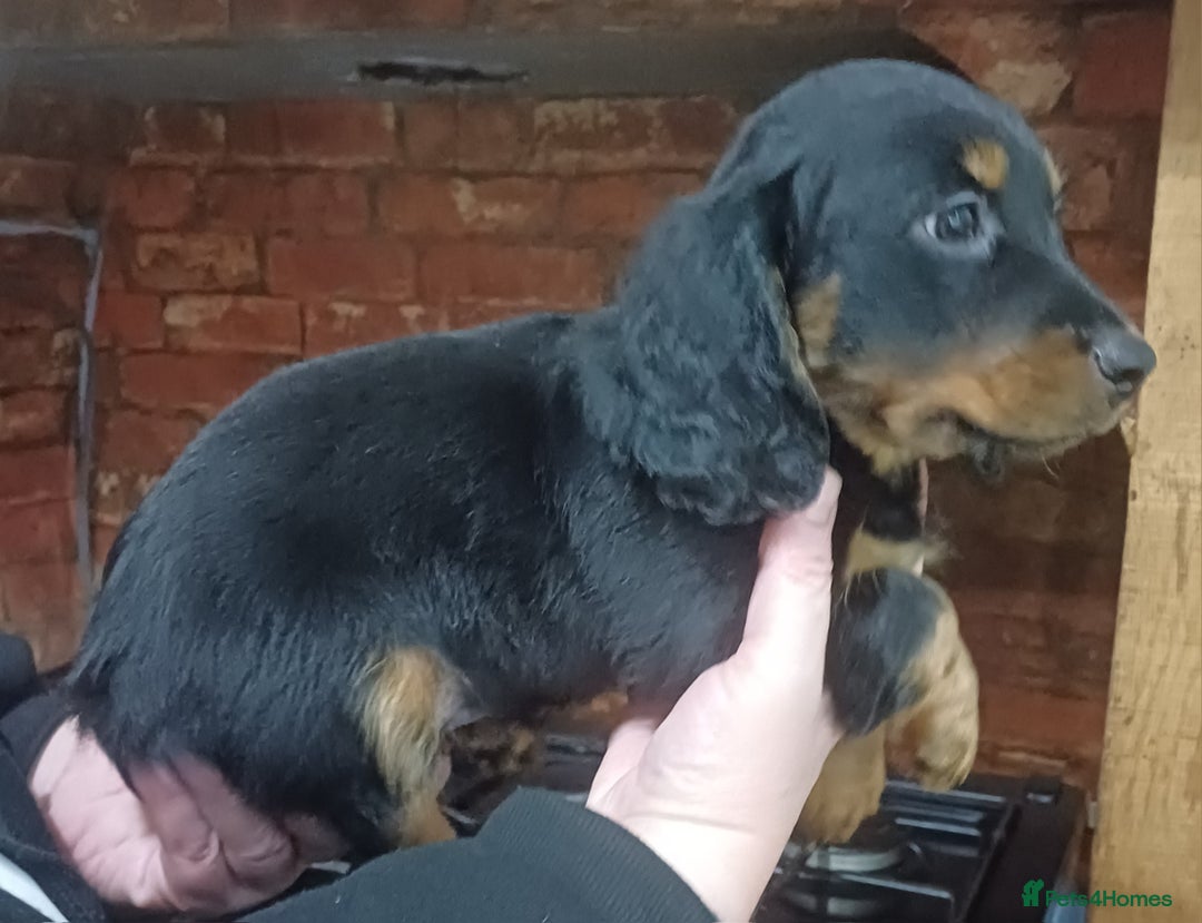 Dachshund dogs for sale: Dachshunds..Traditional Black and tan Puppies - Advert 6