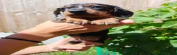 Dachshund dogs for sale: Dapple Dachshund in Hyde - Advert 1