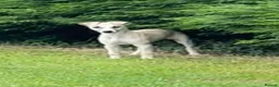Whippet dogs for sale: Beautiful KC Whippet boy Puppy  - Advert 1