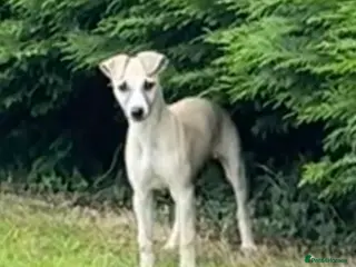 Whippet dogs Beautiful KC Whippet boy Puppy - Advert 2