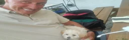 Mixed Breed dogs for sale: Maltipoo puppy in Yarm - Advert 4