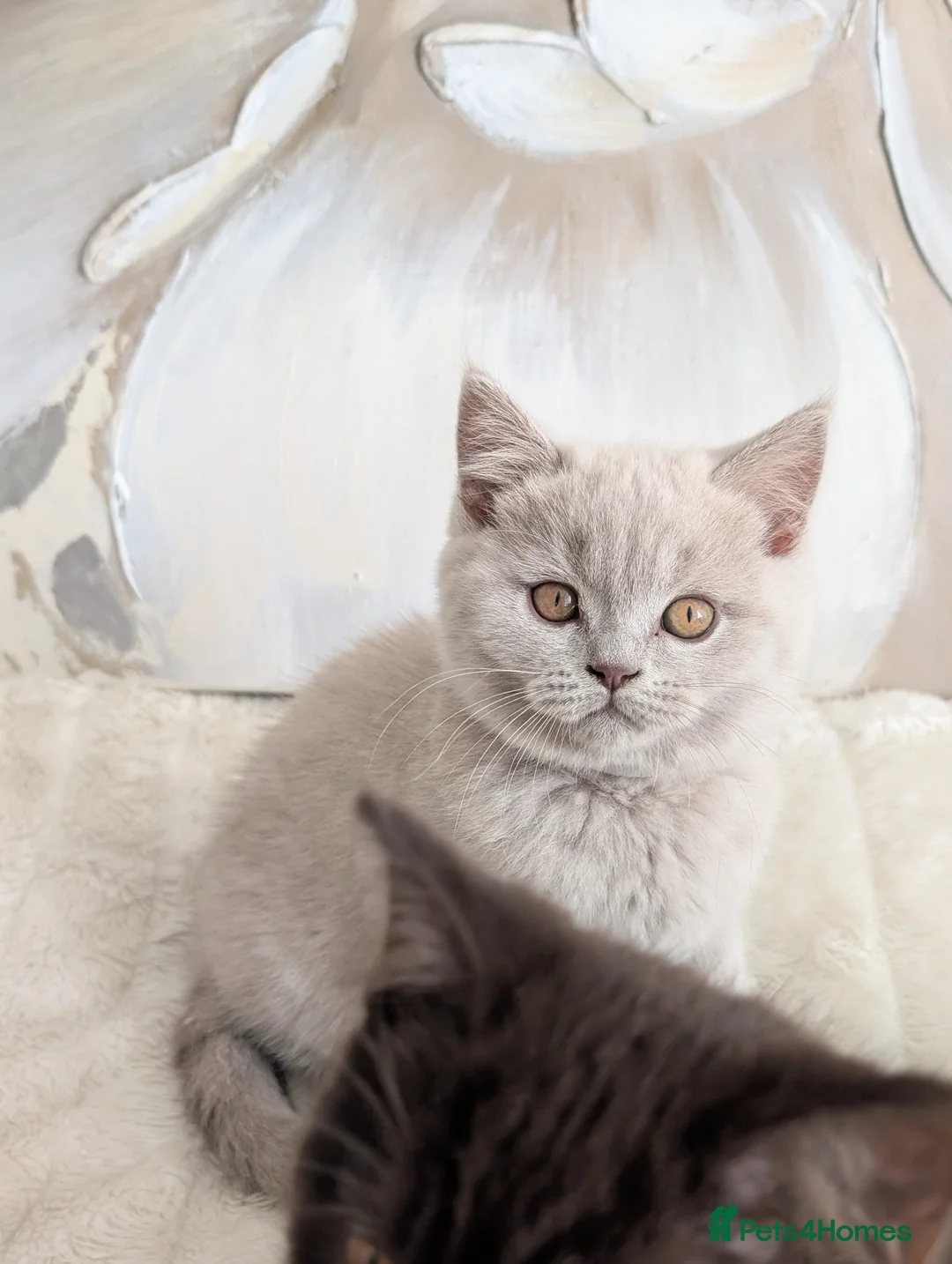 Scottish Fold cats for sale: Beautiful lilac kittens looking for home✨😻 - Advert 13