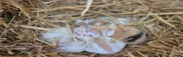 Mixed Breed rabbits for sale: 3 male Lionxlop buns very playful, well handled - Advert 14