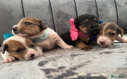 Jack Russell dogs for sale: Beautiful Jack russell puppies for sale  - Image 14