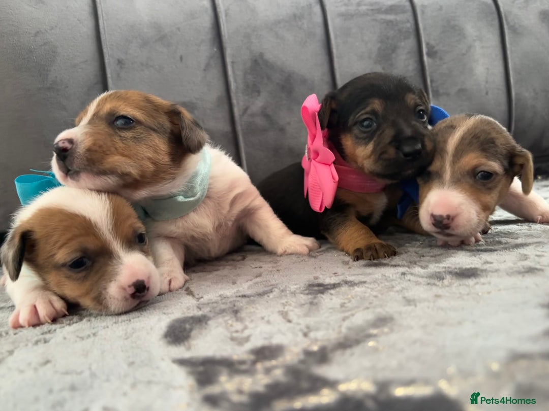 Jack Russell dogs for sale: Beautiful Jack russell puppies for sale  - Image 14