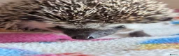 Pygmy Hedgehog rodents for sale: REDUCED HOGLETS!!! Ready Now!!! - Advert 11