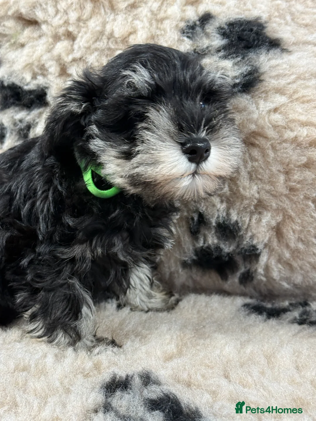 Miniature Schnauzer dogs for sale: Beautiful miniature schnauzers pups ready now - Advert 7