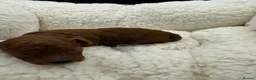 Toy Poodle dogs for sale: Asian Toy Poodle 🐩  - Advert 6