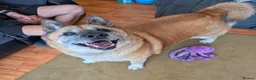 Akita dogs for adoption: Naala - Advert 4