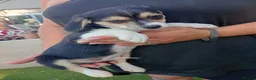 Mixed Breed dogs for sale: Jack achi poo puppy's for sale in Baldock - Advert 9