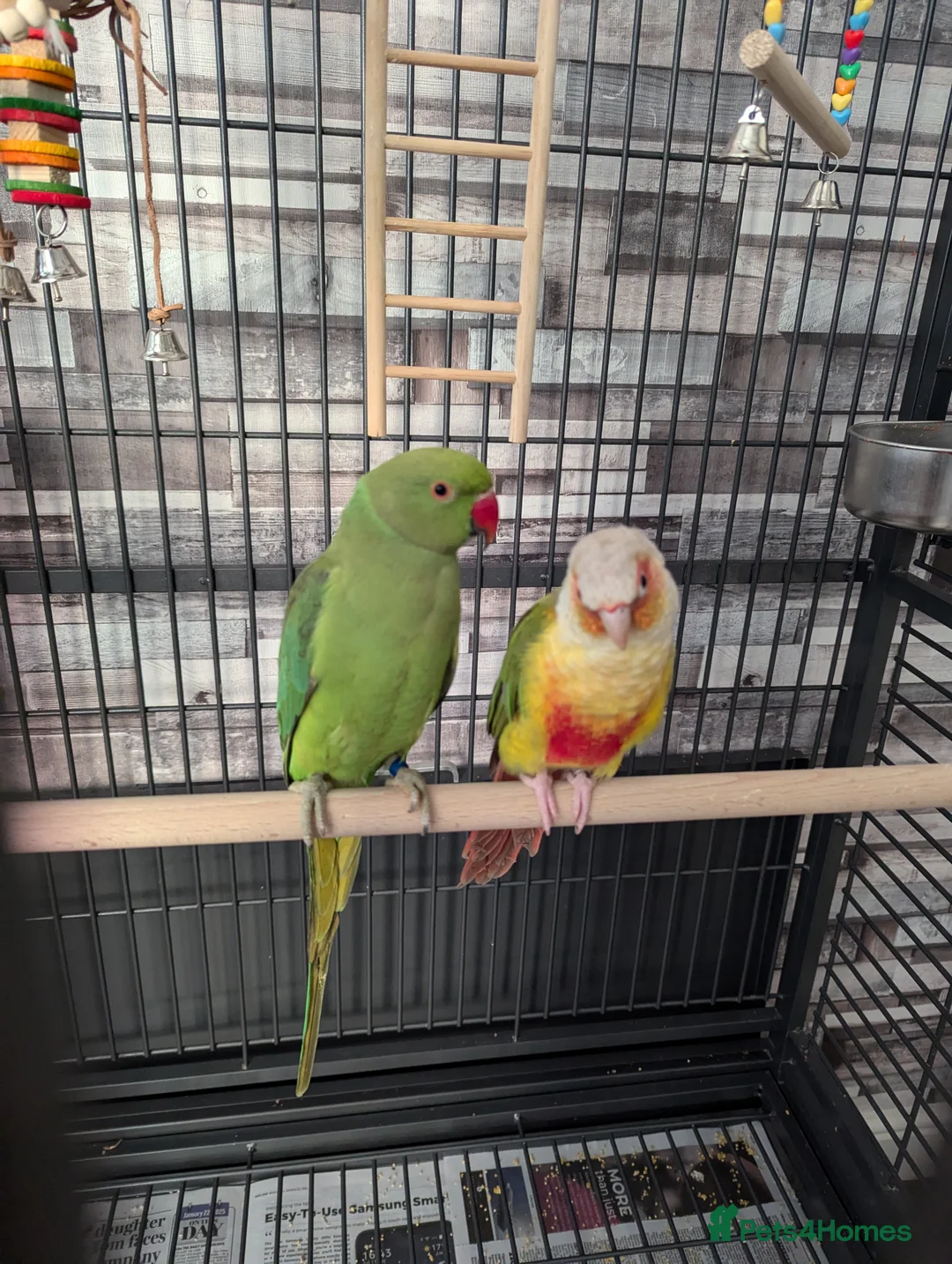 Parakeets birds for sale: Male ringneck parakeet & Female conure parakeet   - Advert 1