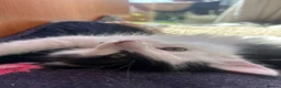 Mixed Breed cats for sale: Friendly playful kittens - Advert 25