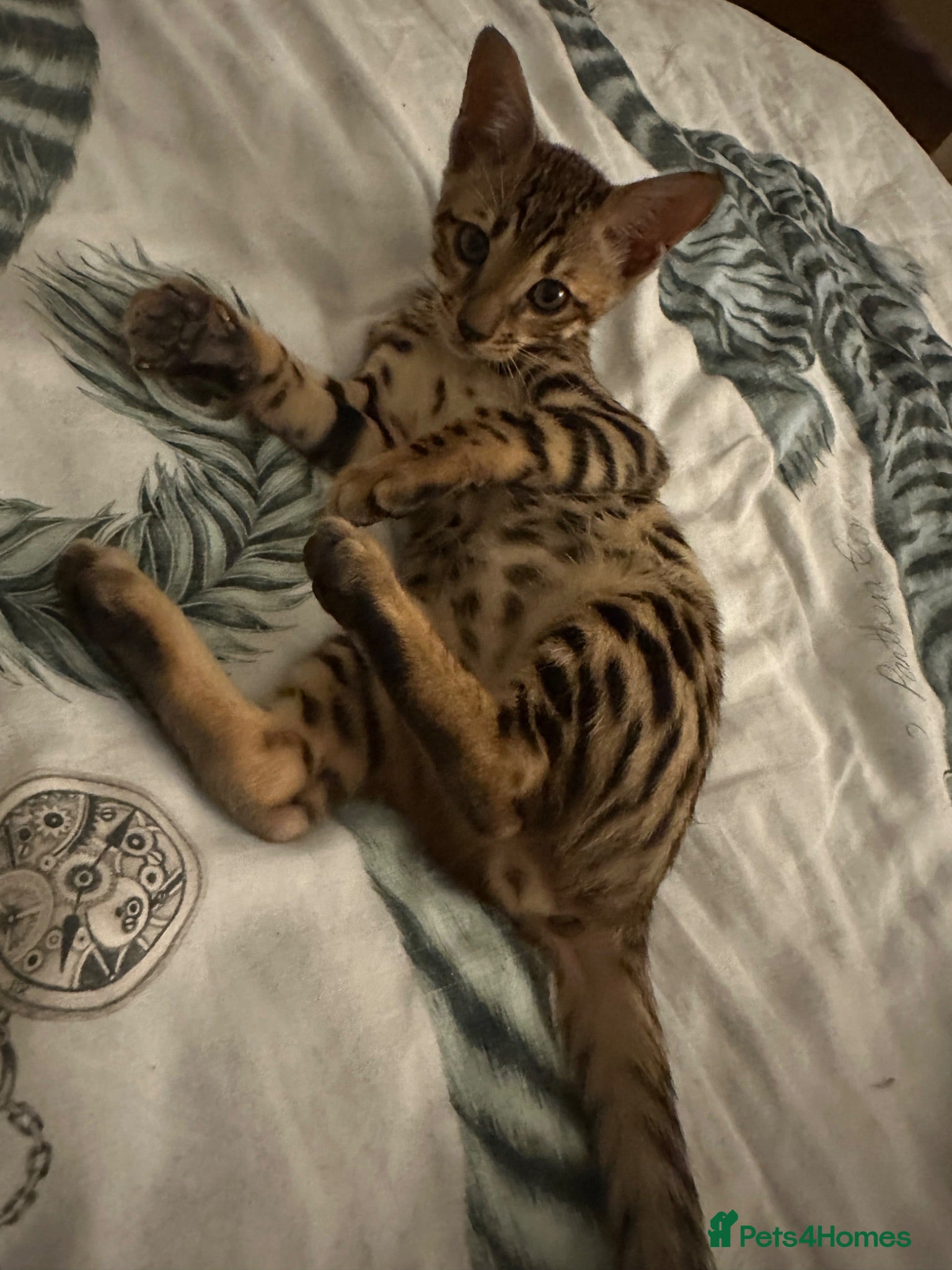 Bengal cats Bengal kitten London ready to leave  - Advert 1