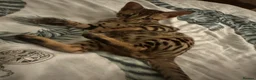 Bengal cats for sale: Bengal kitten London ready to leave  - Advert 1