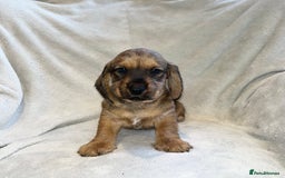 Dachshund dogs for sale: Standard Wire Haired Dachshunds  - Advert 1