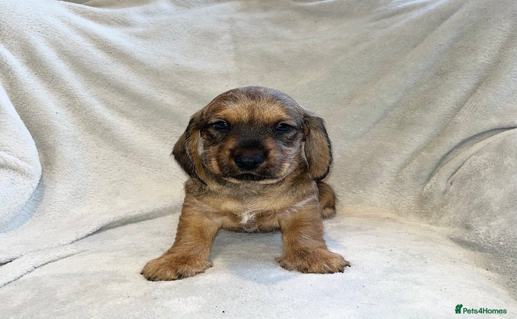 Dachshund dogs Standard Wire Haired Dachshunds  - Advert 1