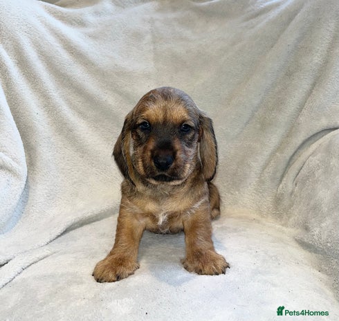 Dachshund dogs Standard Wire Haired Dachshunds - Advert 1