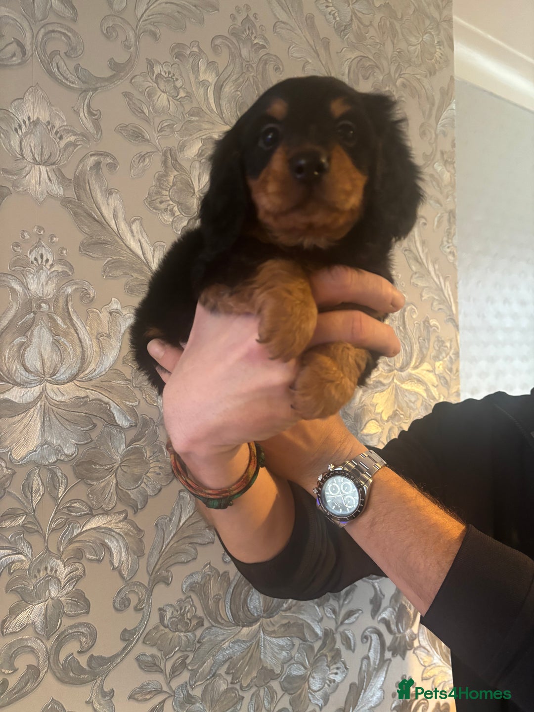Dachshund dogs for sale: Miniature longhair dachshund puppies kc reg - Advert 9