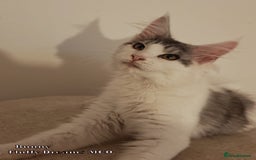 Maine Coon cats for sale: x2 Fluffy Boys from Fluffy Dreams MCO - Image 14