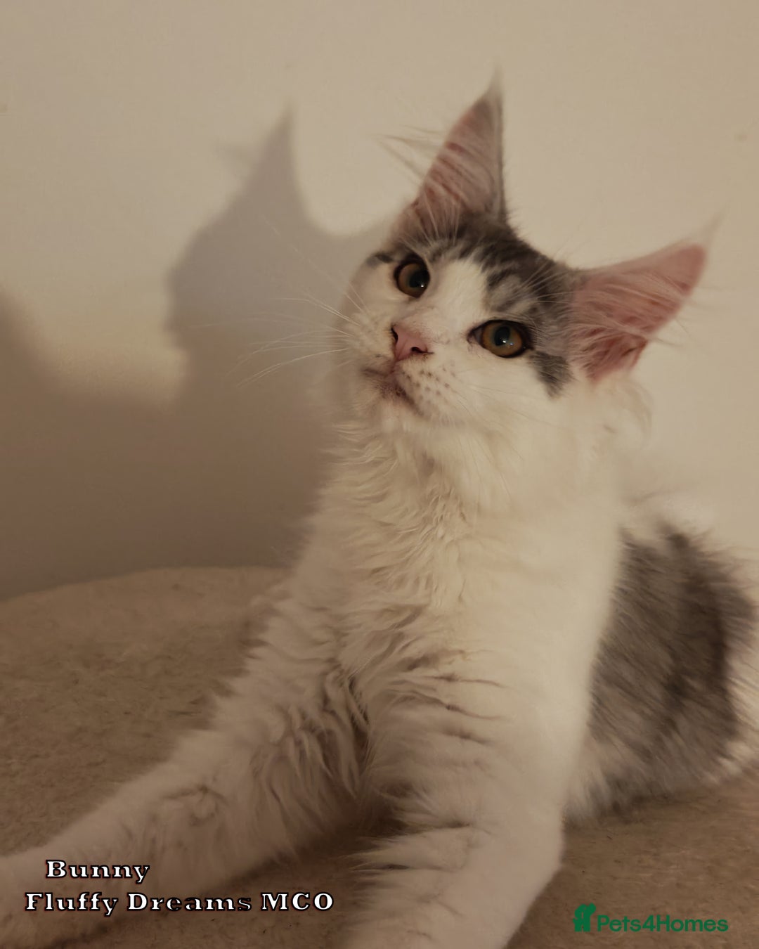 Maine Coon cats for sale: x2 Fluffy Boys from Fluffy Dreams MCO - Image 14