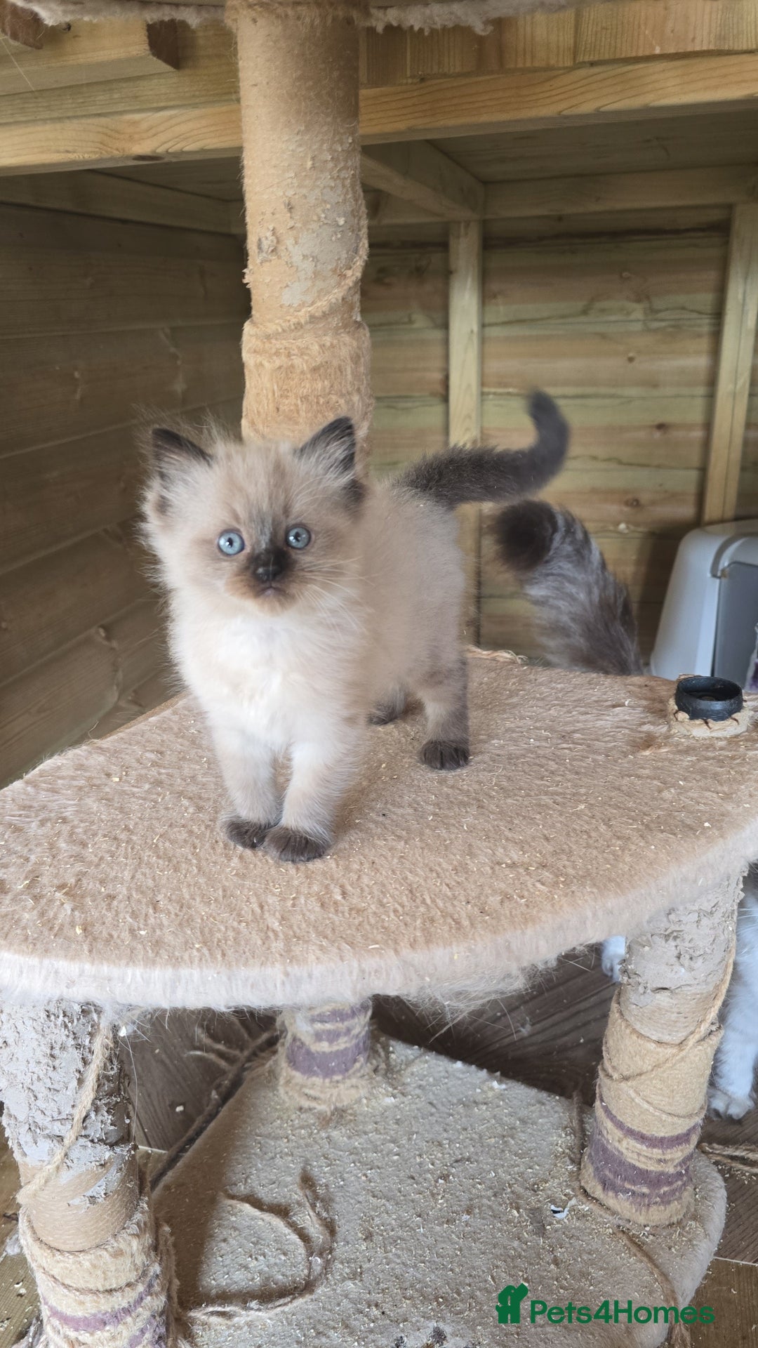 Ragdoll cats for sale: Captain Tom - Image 12