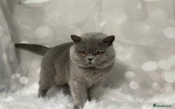 British Shorthair cats for stud: 🏆 BLUE STUD TiCA GCCF  CARRYING CHOCOLATE  in Derby - Image 4