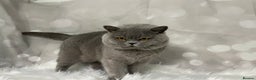 British Shorthair cats for stud: 🏆 BLUE STUD TiCA GCCF  CARRYING CHOCOLATE  in Derby - Advert 4