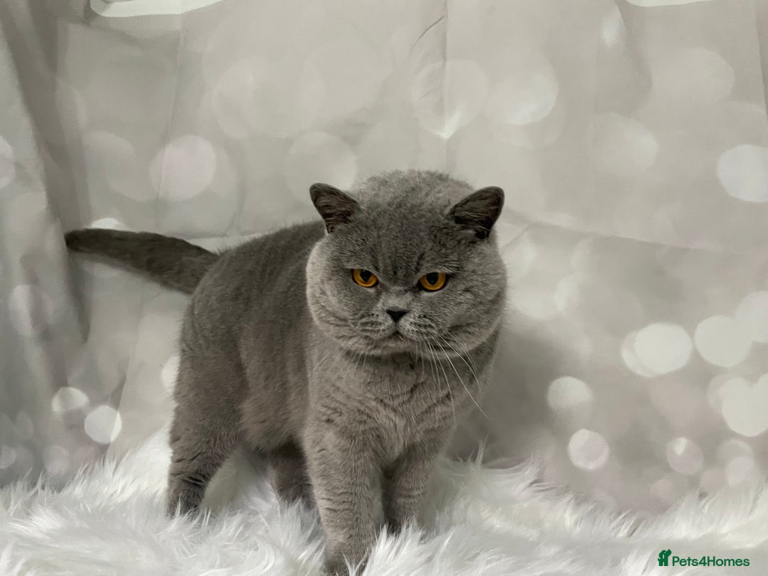 British Shorthair cats for stud: 🏆 BLUE STUD TiCA GCCF  CARRYING CHOCOLATE  in Derby - Image 4
