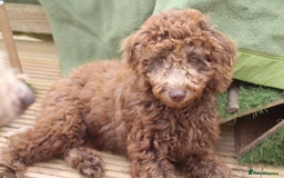 Labradoodle dogs for sale: ✔️The work has been done choose your breeder right - Image 2