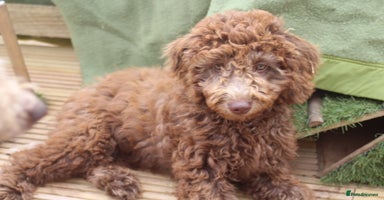 Labradoodle dogs - Advert 1