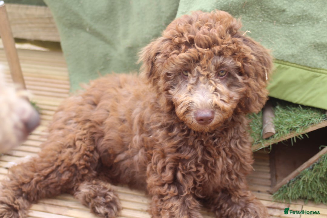 Labradoodle dogs for sale: ✔️The work has been done choose your breeder right - Image 2