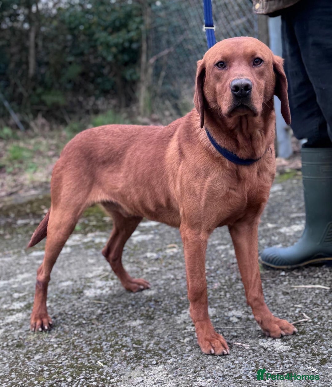 Labrador Retriever dogs for sale: Stunning 5* KC registered Fox Red Labradors - Advert 12