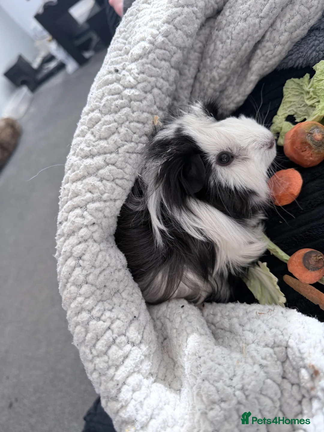 Guinea Pig rodents for sale: Boar guinea pigs  in Bristol - Advert 5