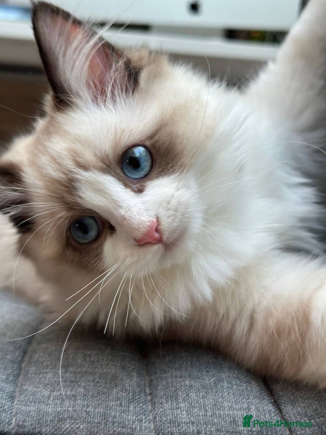 Ragdoll cats for sale: Rare European Chunky ragdolls - Image 26