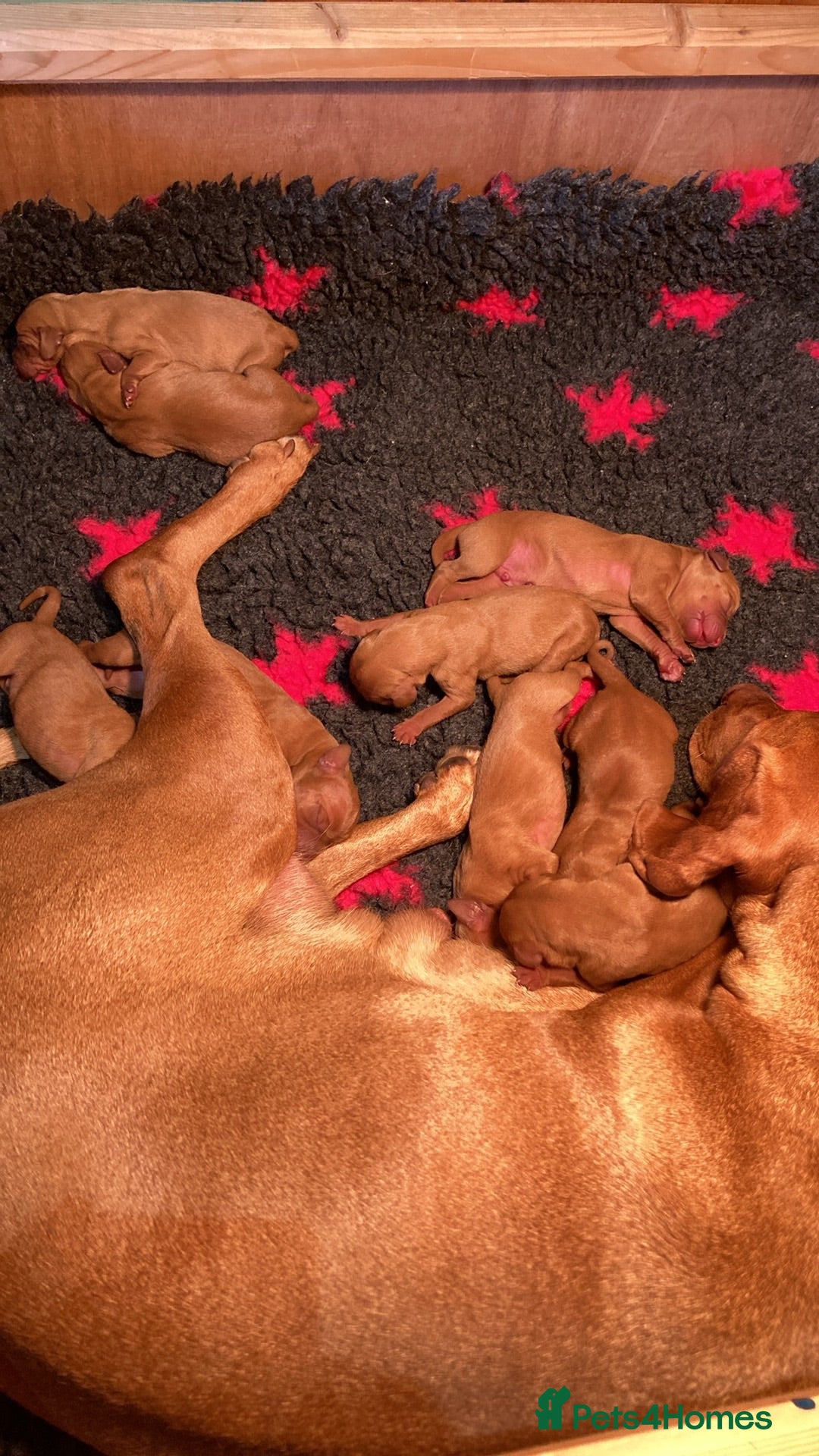 Hungarian Vizsla dogs Smooth coated Hungarian Vizsla  - Advert 7