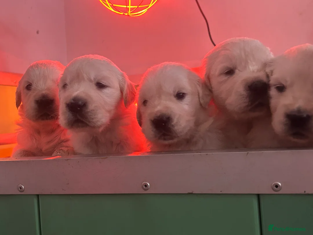 Golden Retriever dogs for sale: English cream golden retrievers - Advert 3