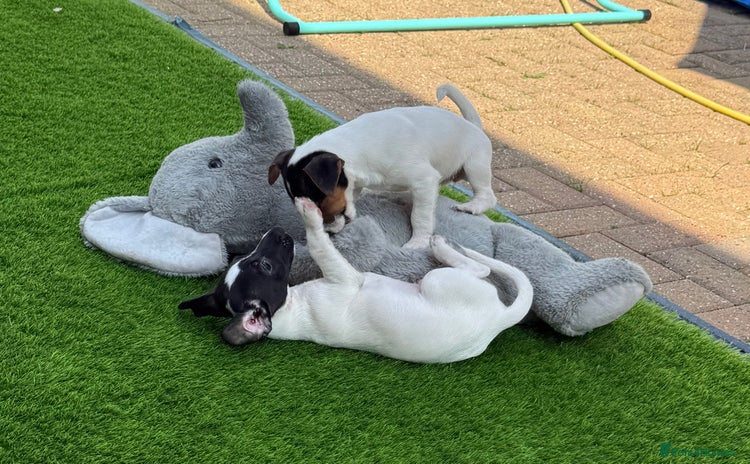 Jack Russell dogs - Advert 12