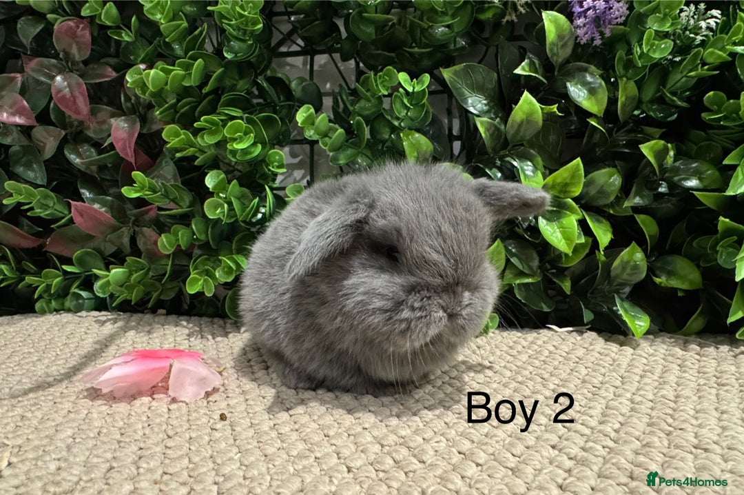 Mini Lop rabbits for sale: ⭐️ mini lops ⭐️ ready to reserve  - Advert 4