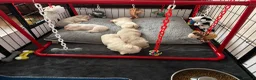 French Bulldog dogs for sale: Fluffy pink French bulldogs - Advert 8