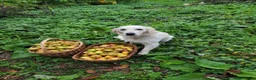 Golden Retriever dogs for sale: Goldens from Therapy Lines. Waiting list full  - Advert 11