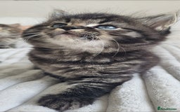 Maine Coon cats for sale: 7 Gorgeous Kittens Maine Coon Tabby Mix - Image 9