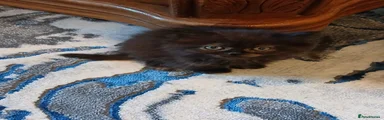 Siberian 6