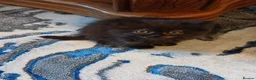 Siberian cats for sale: Pure Siberian kittens for sale - Advert 7