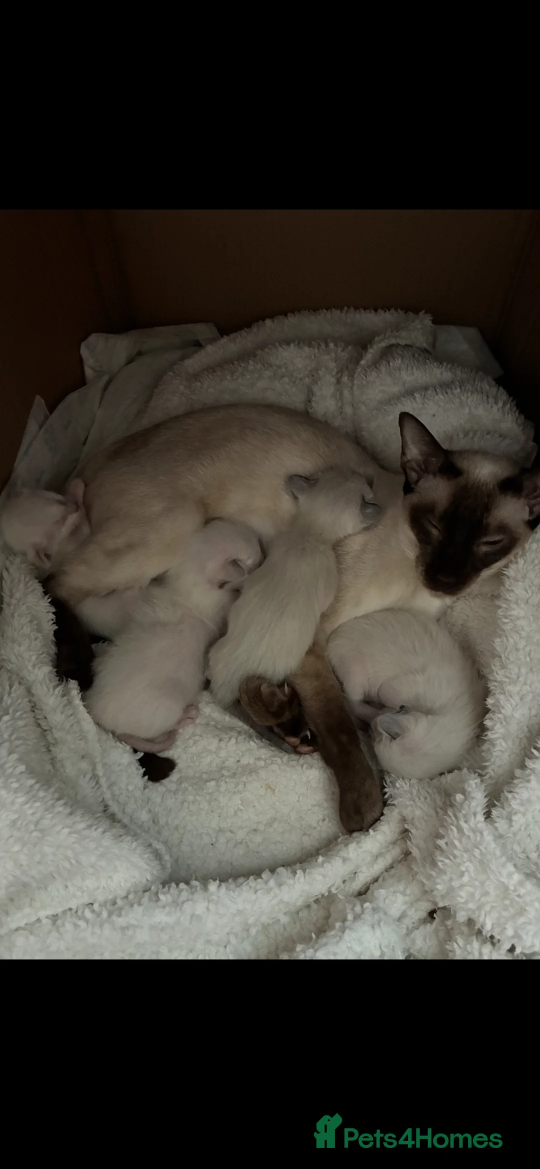 Siamese cats for sale: Beautiful adoring Siamese babies - Advert 2