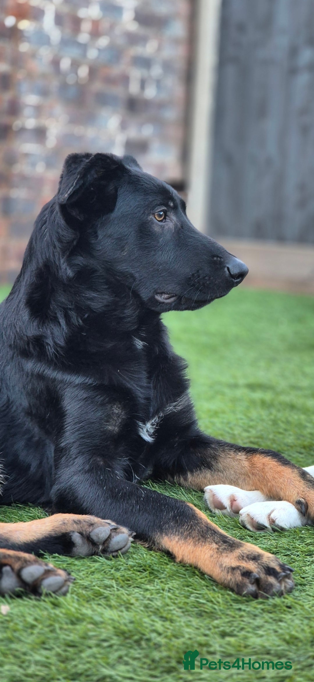 German Shepherd dogs for sale: German shepherd for sale - Advert 2