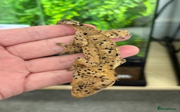 Gecko reptiles for sale: Superdal breeding pair - Image 2