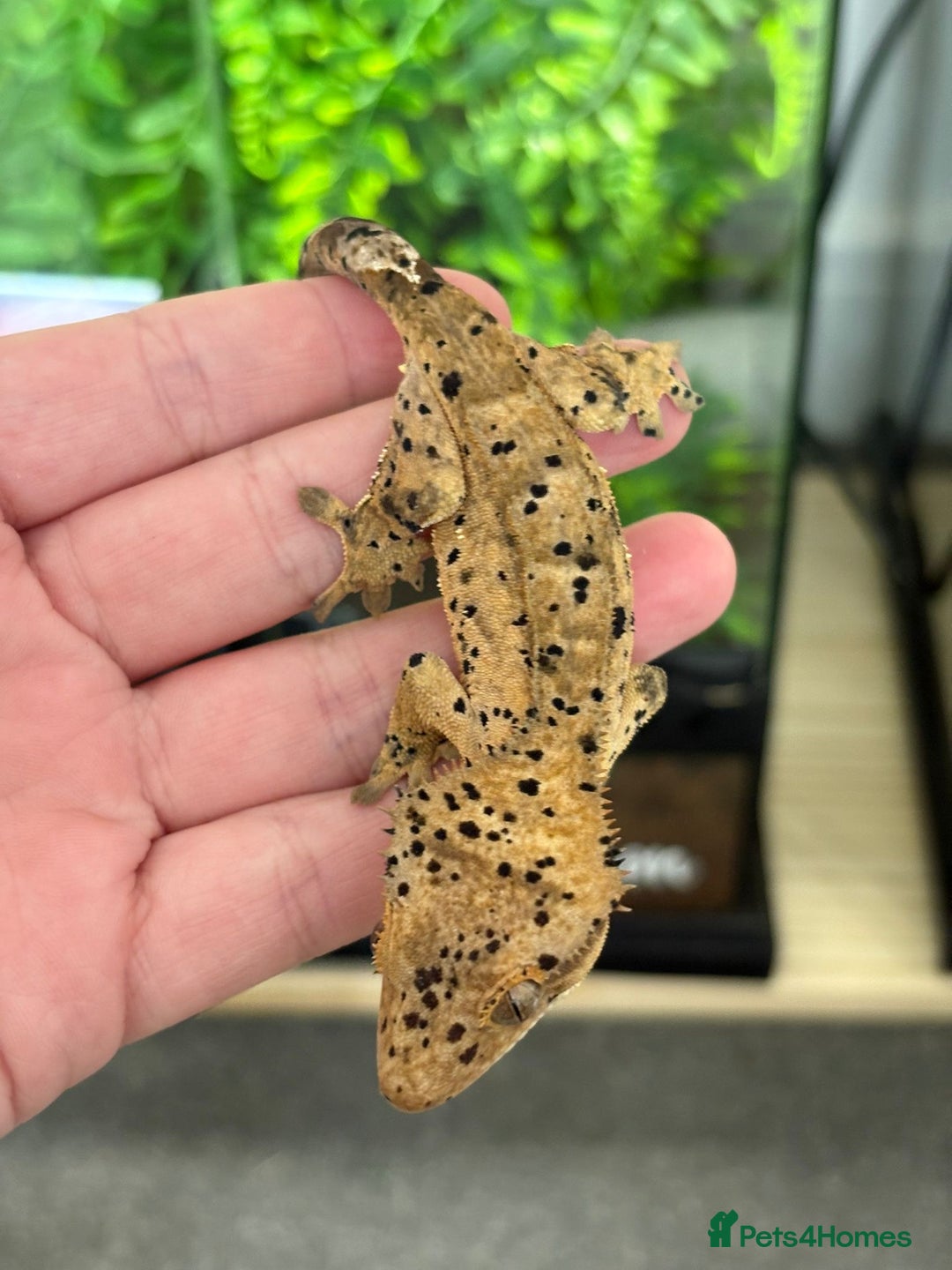 Gecko reptiles for sale: Superdal breeding pair - Image 2
