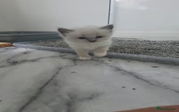 Ragdoll cats for sale: HCM/PKD clear ragdoll boys - Image 7